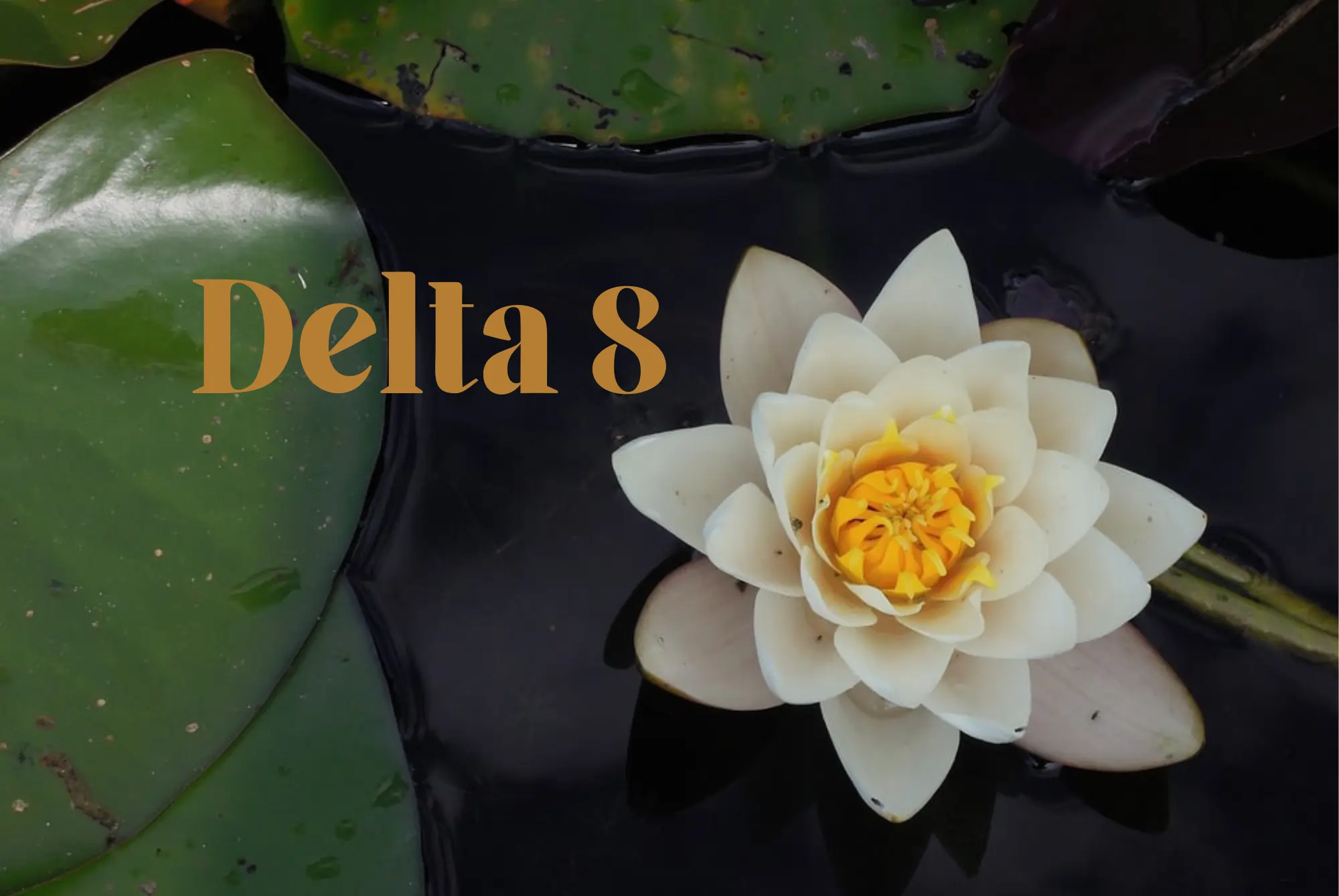 Delta 8 Flower